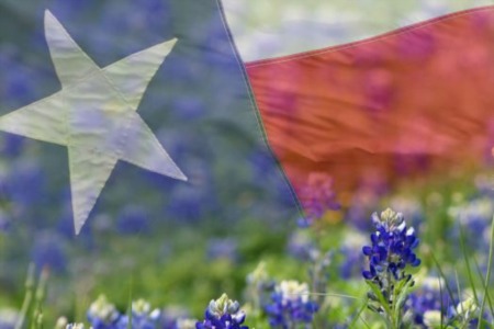 Texas Bluebonnets