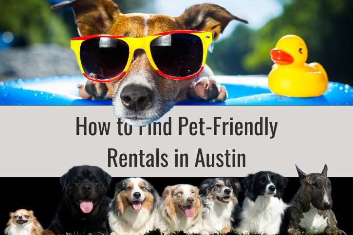 How to Find Pet-Friendly Rentals in Austin: Tips and Tricks